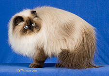 19_Sassipurrs Berlioz